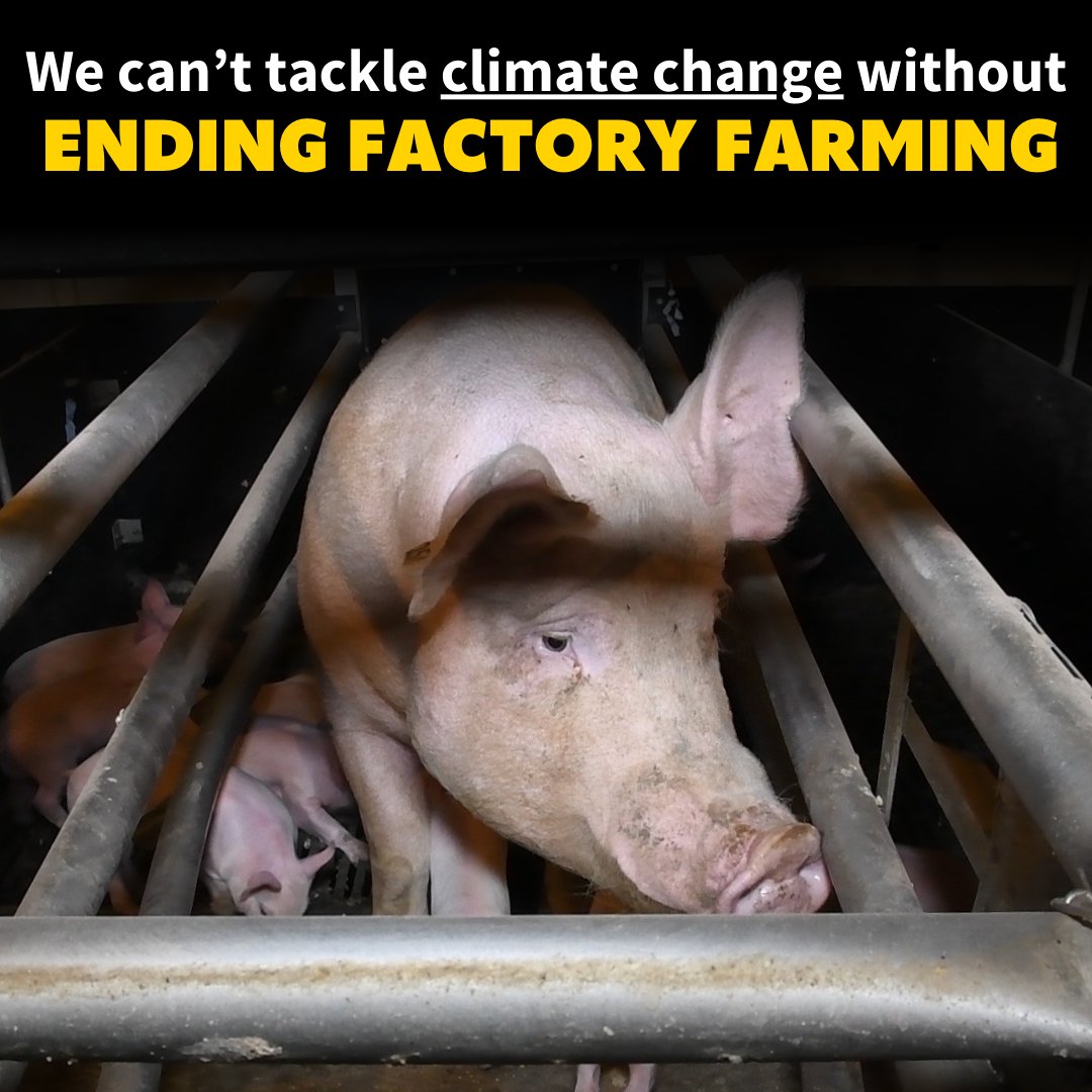 Compassion in World Farming on Twitter: Compassion in World Farming on Twitter: