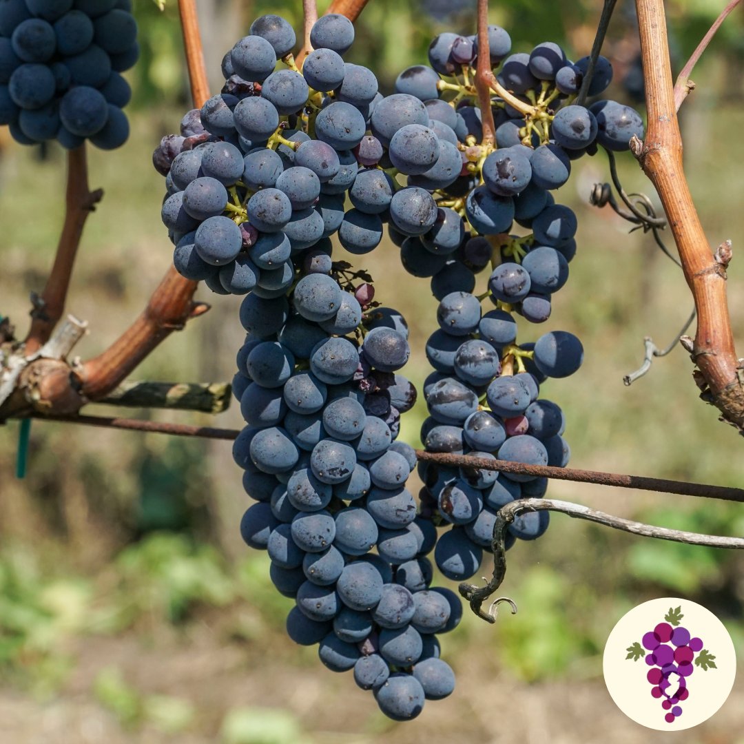 New Jersey Wines tweet media