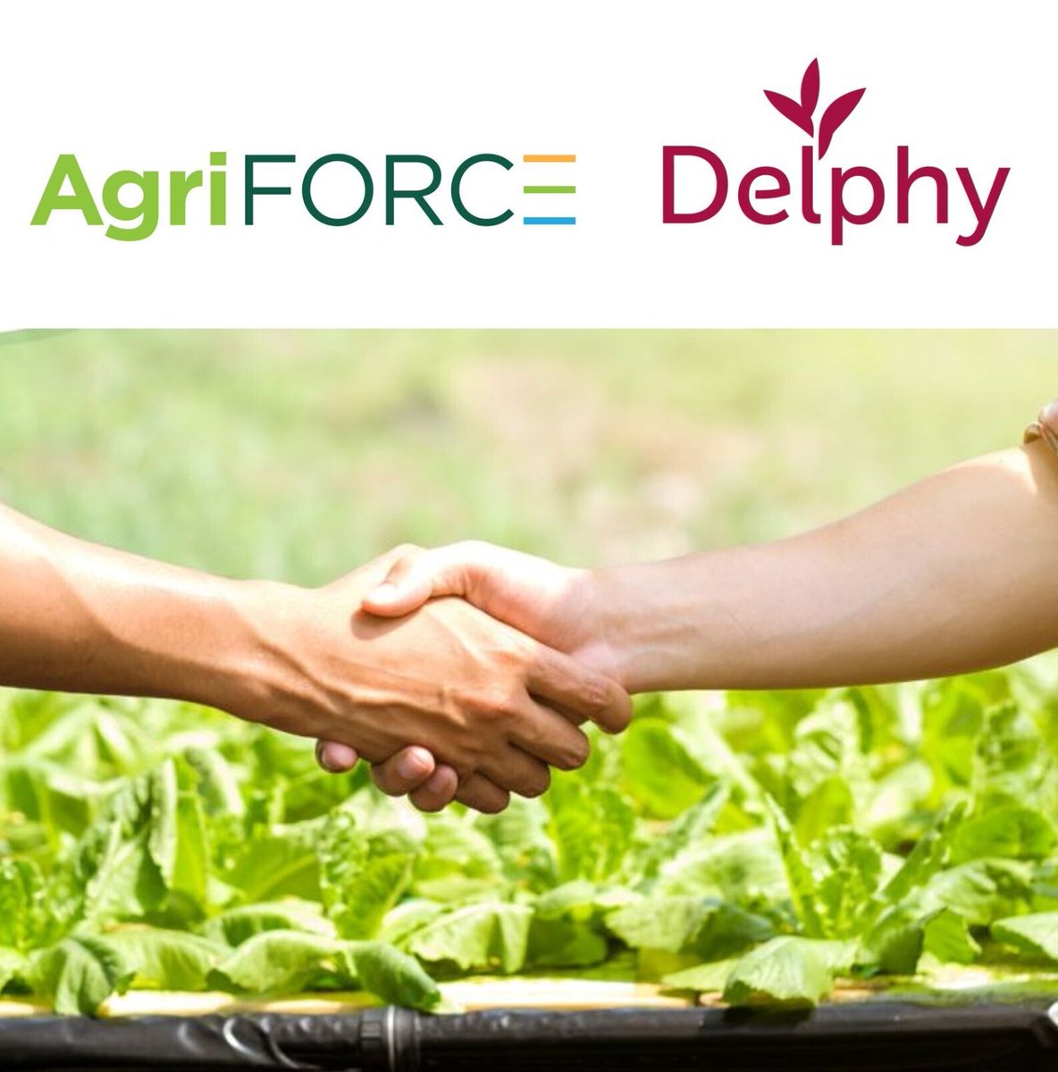 #AgriFORCE and #Delphy are dedicated to making positive change in the lives of farmers and consumers – and as we work together, we will make the most of this opportunity for innovation and expanded growth.
agriforcegs.com/2022/02/15/not…
#agtech #agriculture #horticulture #plants #crops