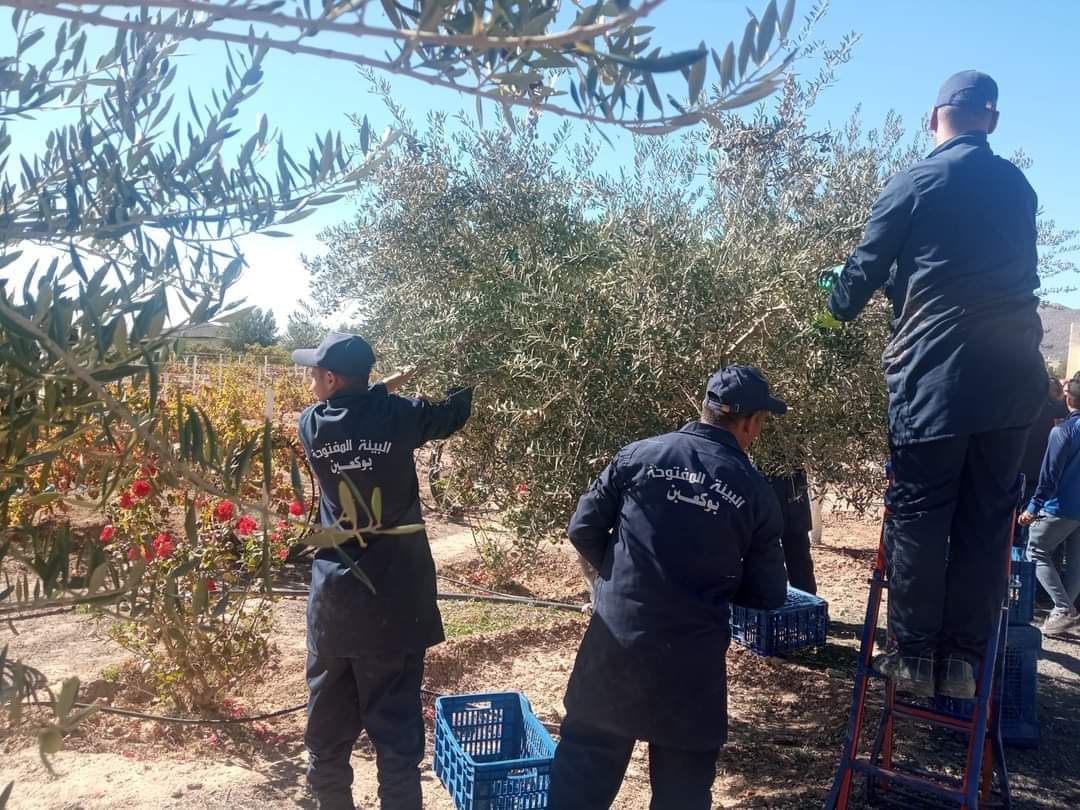 سجناء في ولاية باتنة يستصلحون 25 هكتار من الأراضي وينتجون التفاح والزيتون وينجحون في تربية الأغنام والدجاج.