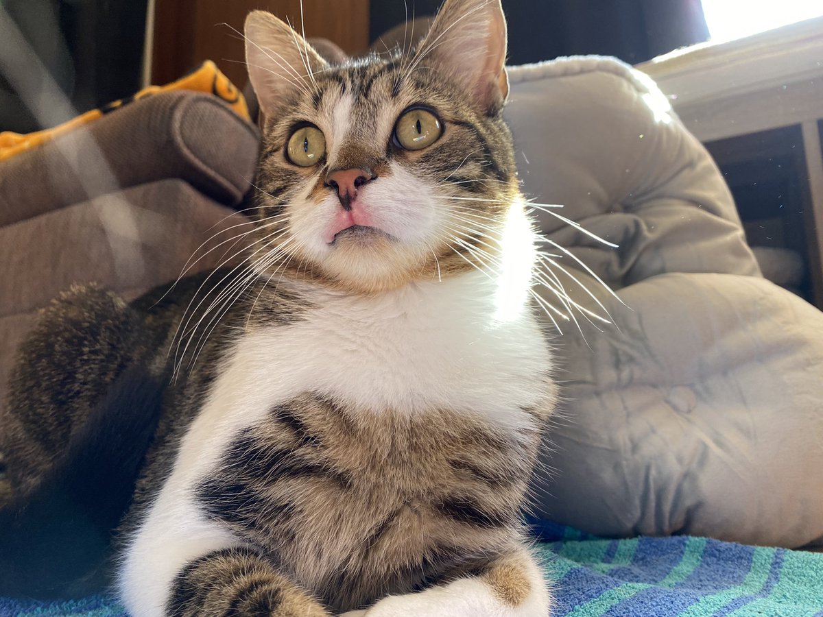 bromeranian's tweet photo. bro i was joking about ‘bougie food only’ please bro (welcome to trent allergy journal. he is getting rodent ulcers from the slightly cheaper version of his limited protein food and i am Died) https://t.co/EhXqfU5zwn