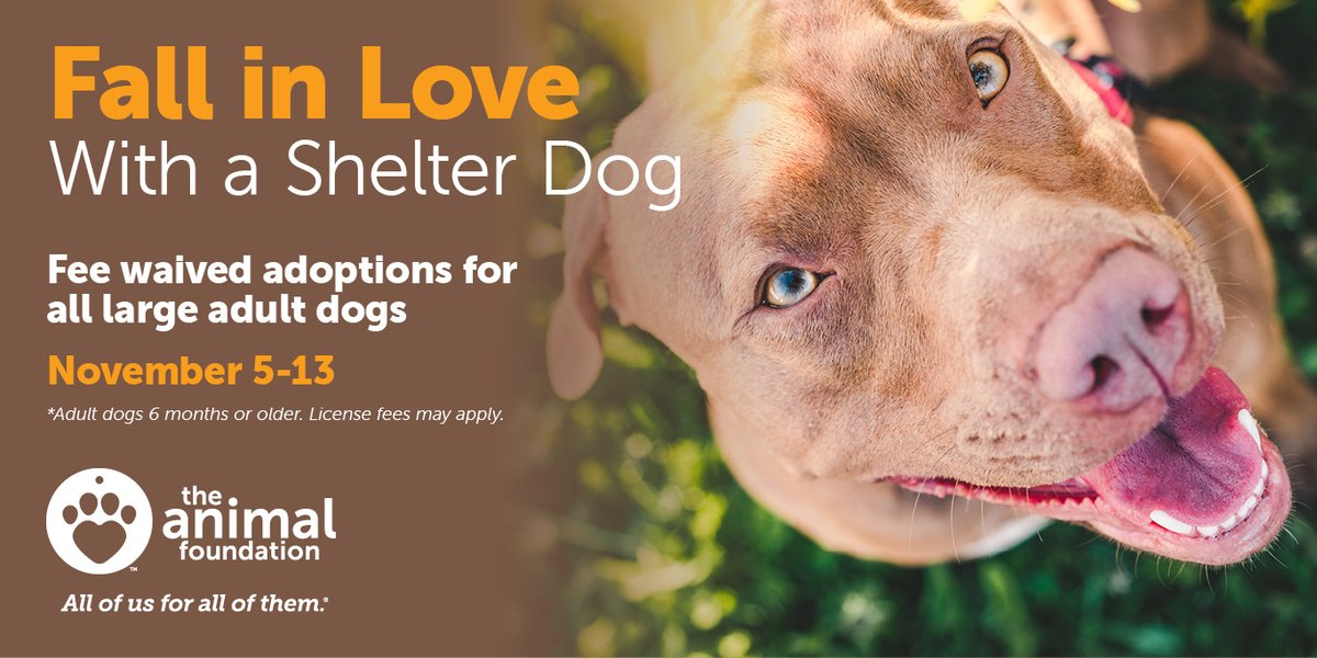 Should I Put My Dog Up For Adoption