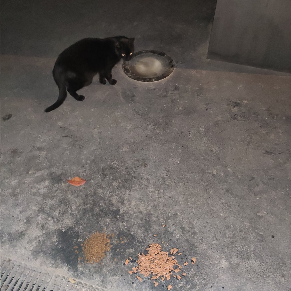 BoubaCie's tweet photo. #chatslibres #Paris13
+ De 25 chats ID/stérilisés sur ce site
Population stable voir en déclin
Doivent manger à même le sol car @MParisCentre via la DEVE qui gère un square ( un passage + qu'un square ) juste à côté y refuse une niche de nourrissage :(
@C_Najdovski https://t.co/cYkBKK0sMQ