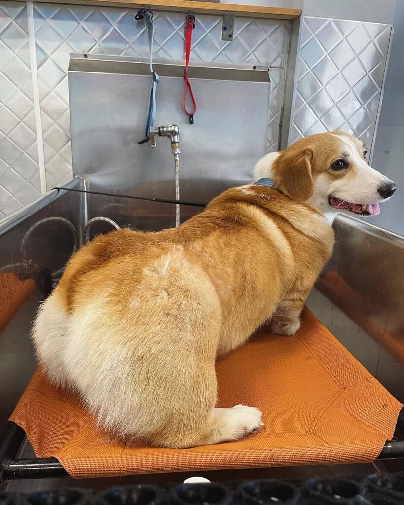 When you know they got that angle juuuuust right! 🍑 🐶 📸 #corgi #corgibuttsdrivemenuts #puppiesinthetub #dogsofadamsave #dirtymuttsdrivemenuts