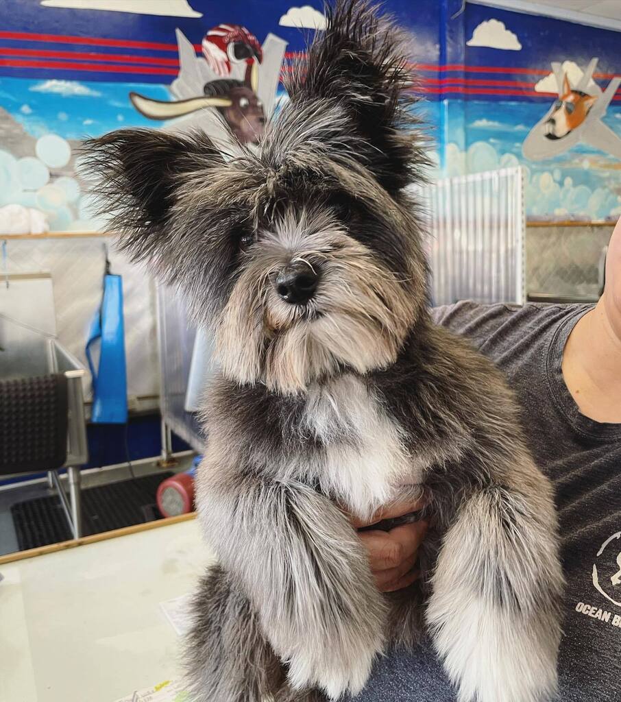 Just your friendly reminder to make your holiday appointments NOW! We are almost booked out for the week of thanksgiving and Xmas. If you are planning one getting in, call us today. For real. Like right now. 😘 #puppiesinthetub #dirtymuttsdrivemenuts #dogsofadamsave #ohmygodi…