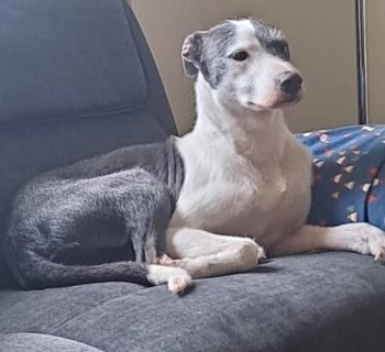 millypod1's tweet photo. BONNIE HOME SAFE. THANKS FOR RT's 😊🐕🐾
🆘5 NOV 2022 #Lost BONNIE #ScanMe
Blue & White Lurcher Female #SpookedByFireworks
Maes Y Wennol #Carmarthen #Carmarthenshire
#SouthWales #Wales #SA31 SIGHTINGS PLZ**
https://t.co/xXD5O0EORJ https://t.co/ocsO4tLDEv