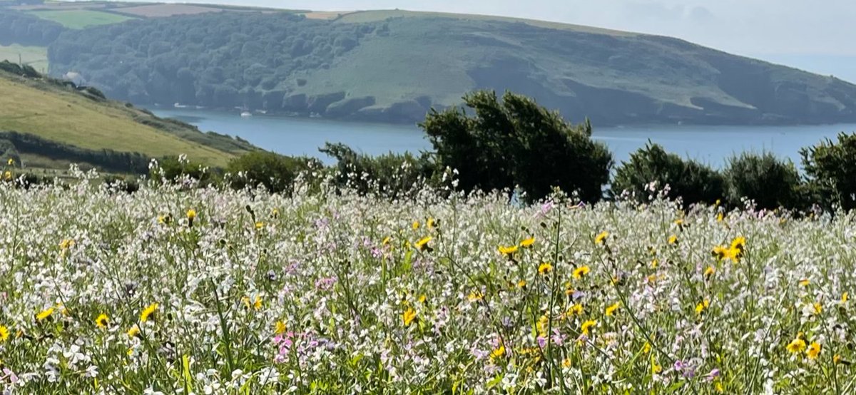 SouthDevonNL's tweet photo. Free Community Meadow making workshop 26th Nov at Wembury, all welcome. Limited spaces - Bookings: enquiries@southdevonaonb.org.uk 01803 229334
#wildflowers #community #pollinators #getbuzzing
@Buzz_dont_tweet @DevonLiveNews @WMNNews https://t.co/qrWKWPOUL8
