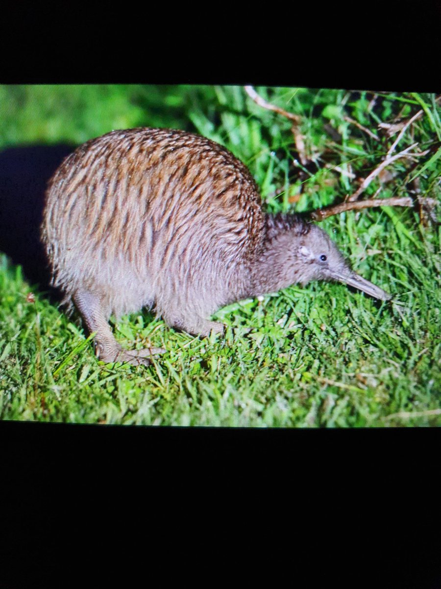 I never imagined that I could get a photograph of a Kiwi but... Southern Brown Kiwi, Stewart Island.