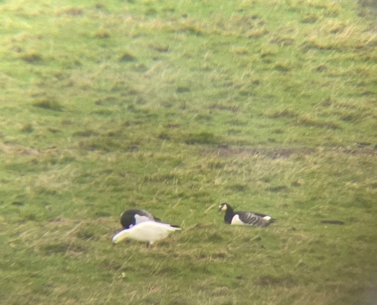 birdenofproof's tweet photo. Back at my parent's for a few days so made the standard wander along the #SevernEstuary with mum. A family of Common Cranes, a Snow Goose among 14 Barnacle Geese, and the usual smattering of Greylags made up for the weather. #GlosBirds https://t.co/otb5eK8g6N