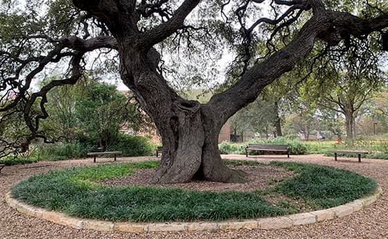 SEUGreenHilltop's tweet photo. So proud to have the Sorin Oak named as Austin's Large Tree of the Year! At 250 years, this tree has seen things, including fire, a tornado, extreme weather, and 137 years of @stedwardsu campus community.  More info, including historical pix here: https://t.co/rJg0g8Hxm0. https://t.co/rls203XAWG