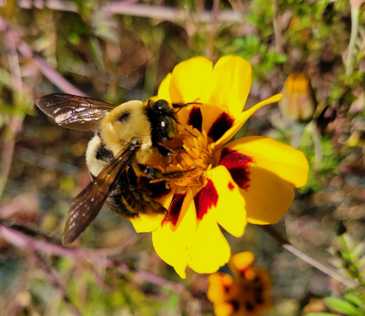 Still plenty of bees out and about in November #AnacostiaRiver