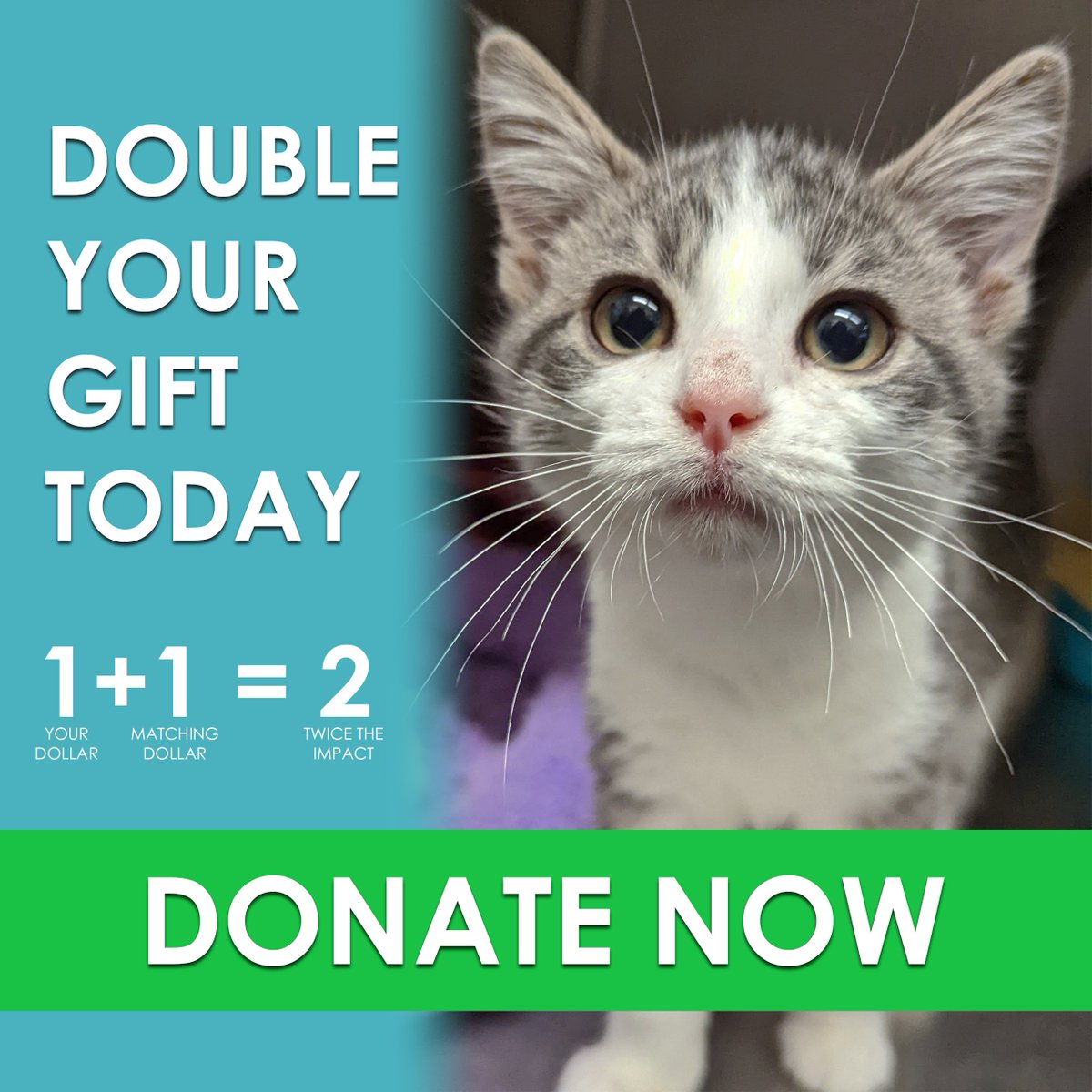 Donate today and your contribution will be MATCHED!

Thanks to Patty and Dennis Foster, all donations made to the LHS animals in November will go twice as far. Help us continue our lifesaving work for the animals in our community by making your gift now: lexingtonhumanesociety.org/donate