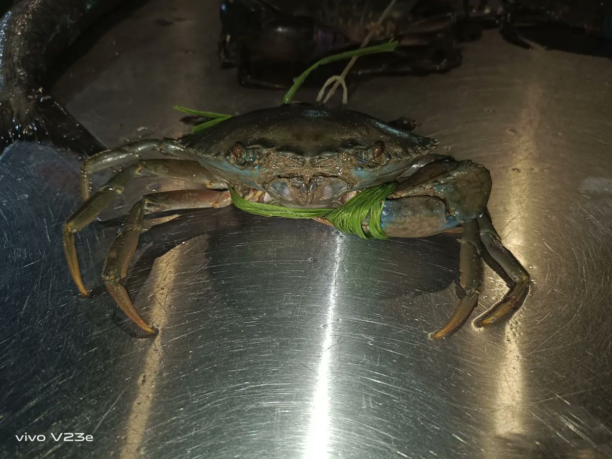 KutchiSeafood's tweet image. Mud crabs-کیکڑا 🦀
We provide all types of fresh fishs 🐟 prawns 🦞and crabs 🦀.

instagram.com/mrkutchiseafoo…
For order and details:03253656096
#seafood #mudcrabs #karachiseafood #mrkutchiseafood #fish #prawns 
#karachi #ifeanyiisalive #keamariseafood #bookorder #seasoneat #delivery