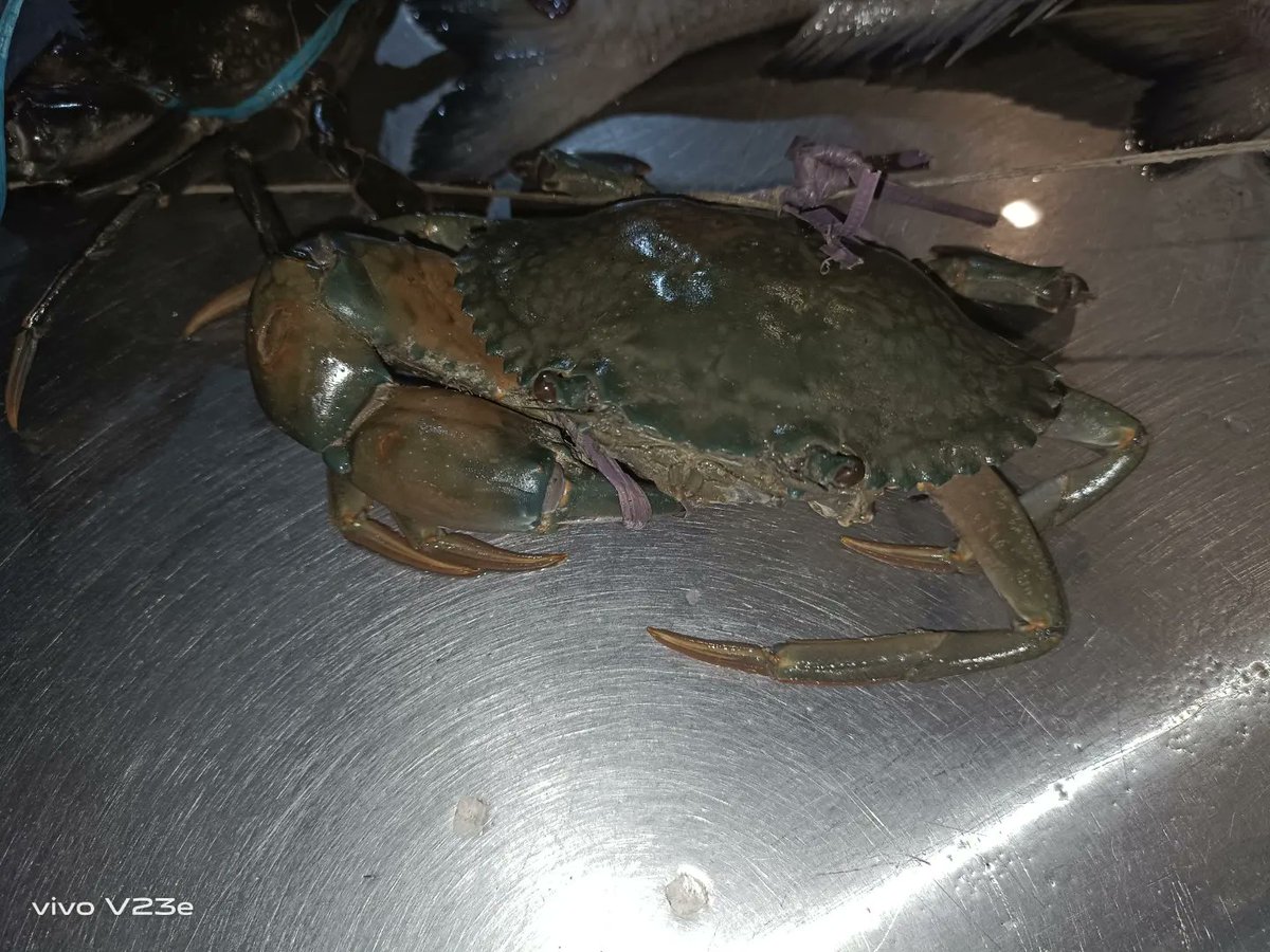 KutchiSeafood's tweet image. Mud crabs-کیکڑا 🦀
We provide all types of fresh fishs 🐟 prawns 🦞and crabs 🦀.

instagram.com/mrkutchiseafoo…
For order and details:03253656096
#seafood #mudcrabs #karachiseafood #mrkutchiseafood #fish #prawns 
#karachi #ifeanyiisalive #keamariseafood #bookorder #seasoneat #delivery