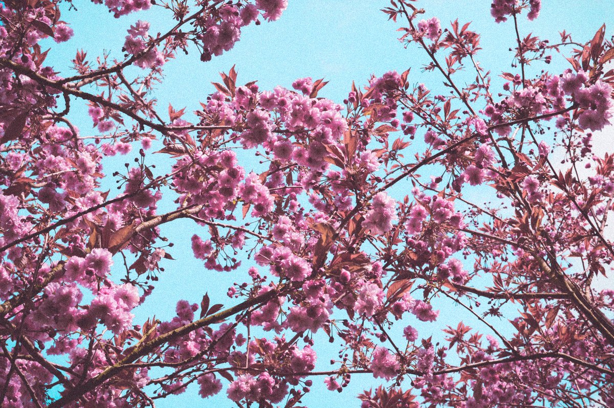 B L O S S O M S - (S O C I A L M I R R O R S)

A collection of lo-fi inspired images captured over multiple years that have sat isolated and untouched awaiting their time and place to exist.

B L O S S O M S Is a promo for this collection and will be available as an open edition!