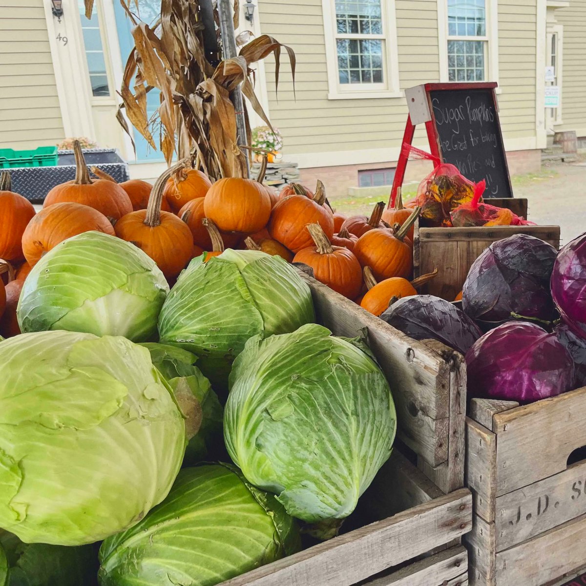 Cabbage is abundant and we're stocking green and purple varieties daily! #golumpkis #cabbageskillet #cabbageandonions #cabbagecasserole #coleslaw #BardwellFarm #eatfresh #buylocal #ag #agriculture #aglife #farmlife