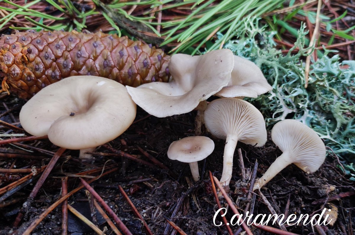 Aramendi_'s tweet photo. 💥 Clitocybe vibecina

Píleo deprimido o embudado, margen enrollado y ondulado en ejemplares maduros. Cutícula lisa, gris parda con láminas apretadas y decurrentes. Olor harinoso. En bosque de coníferas. https://t.co/Gtmt0D0aM5