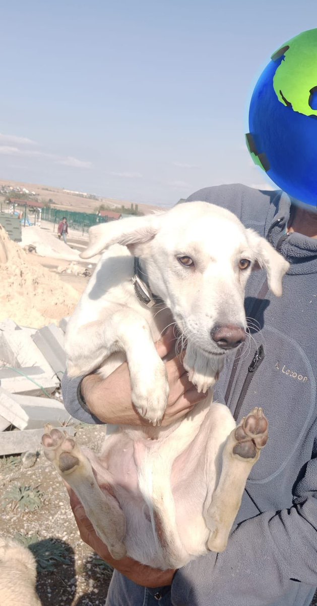 w0manengineer's tweet photo. Evet bu güzelliğin kış gelmeden yuva bulması gerekiyor. Ayağı kırıkken bulunmuş, iyileşmiş. O koşmak, oynamak istiyor yaşama tutunmuş. Şimdi güzel bir yuvası olsun.
6 aylık-erkek

Ankara-Yuva ilanı https://t.co/dPhqMWdtHn