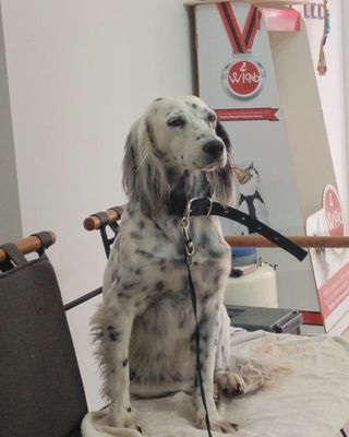 Sokakta bulunup sahiplenilmiş olan 3 yaşındaki Setter cinsi can dostumuza, sağlığına kavuştuktan sonra sıcak yuvasında ve bizlerin de desteği ile mutlu ve huzurlu günler diliyoruz.
Bayi Kliniklerimizden TRABZON
Banu Can Veteriner kliniği;
🔴 WinPet Yara Koruyucu Korse kullanıyor.