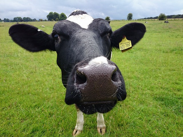 A stunning indictment of naturopathy from an ex-naturopath, <a href="/NaturoDiaries/">Britt Marie Hermes</a>.

The insider perspective:

"Naturopathy is an ideology. It is not a distinct form of primary care medicine. In fact, it is not any kind of medicine. It is pseudoscience."

naturopathicdiaries.com/naturopathic-m…