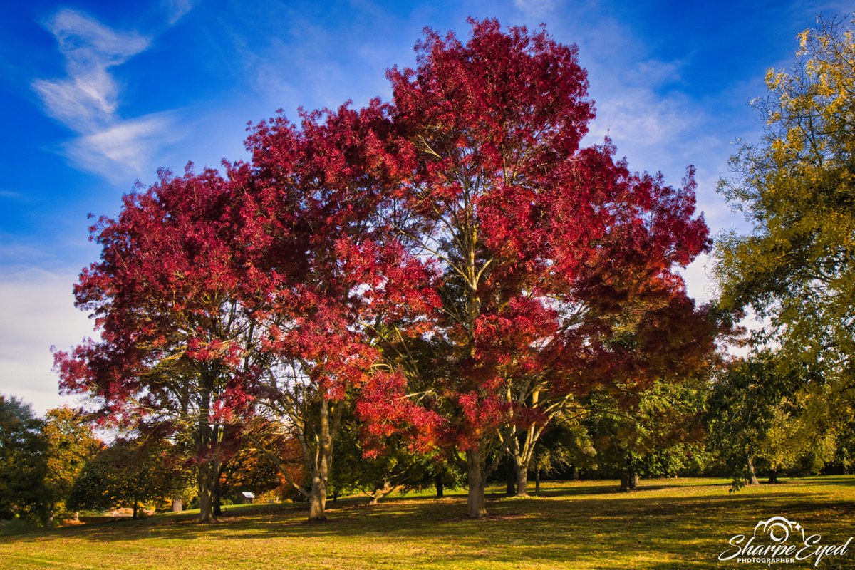 Autumn colours!! #autumntrees #autumn #NaturePhotography #nature #photos #photographs #trees