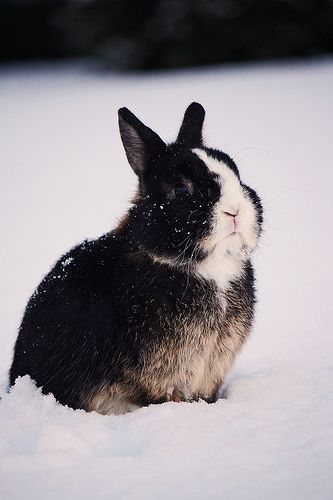 RabbitEveryHour's tweet photo. https://t.co/ZvFvOBvOrQ