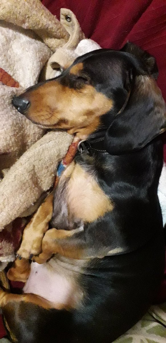 Wilfred ignoring fireworks and listening to #PetClassics