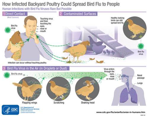 EstebanOrtizMD's tweet photo. Actualmente existe un brote de influenza (Gripe) aviar altamente patógena (HPAI) #H5N1 Aves que desde septiembre de este año, ha puesto en alerta a varios países europeos.
Hasta ahora, tres casos en seres humanos de #H5N1 se han detectado #HiloFlash #PleaseRT https://t.co/DYbHN5l1N1