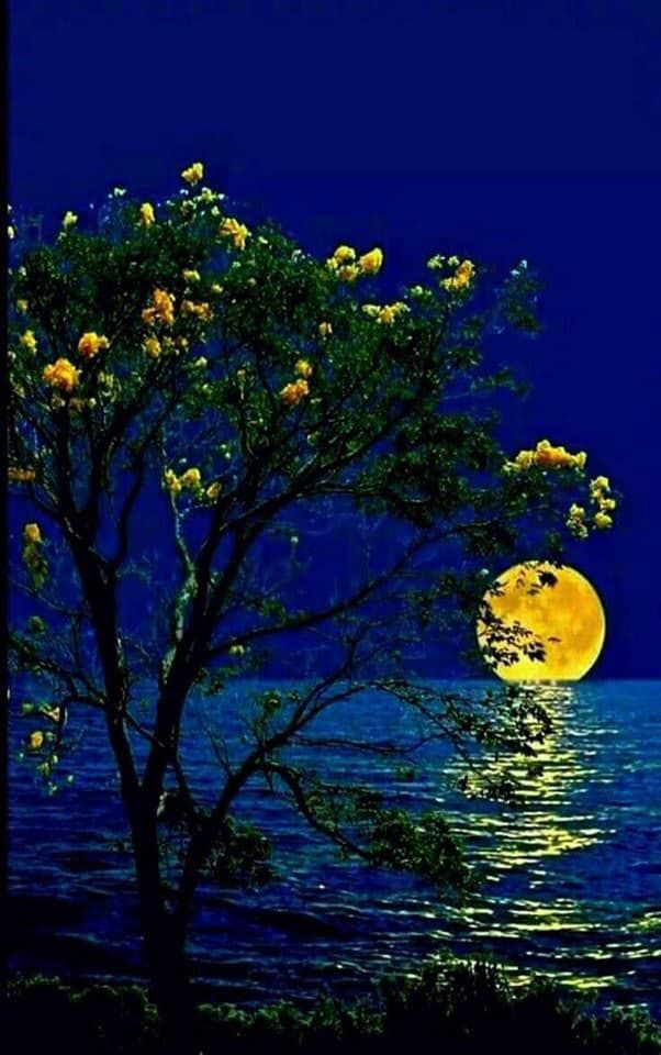 Good night dear friends. Sweet dreams darlings. Great weekend to everyone. 🌖🌌✨️💤💫🤗💖🕊🙏🏻