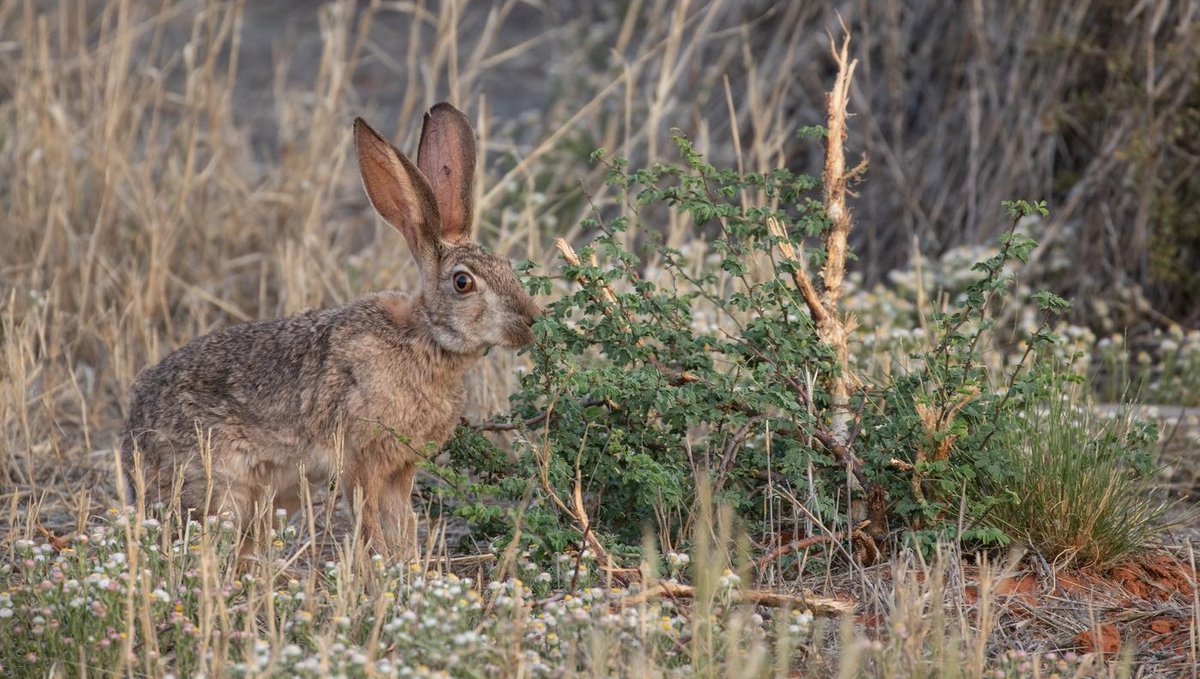 Tswalu's tweet photo. You may be lucky enough to see a Cape hare (Lepus capensis) in the early morning or late afternoon, which is when these nocturnal creatures tend to be active.
#nature #naturephotography #capehare #livingwithnature https://t.co/WkDsl9f1gA