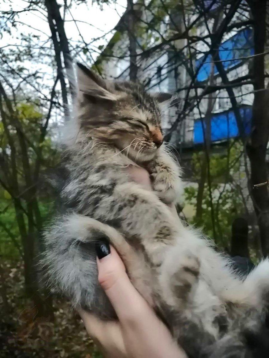 vk.cc/cijAub

Во дворе жилого дома замерзают вот такие милейшие, ласковые и никому ненужные существа. Две девочки (не точно) очень контактные, лезут на ручки и мурчат, на последней фотографии вероятнее всего котик, на контакт не идёт, но любящий хозяин обязательн...