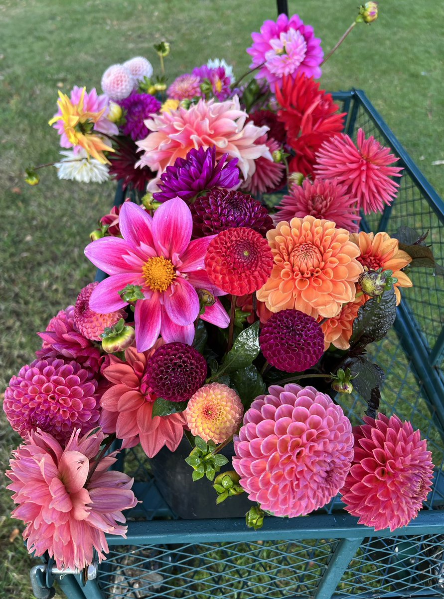 Good evening from Dorset Dahlias. #dahlias #flowers #endoftheseason