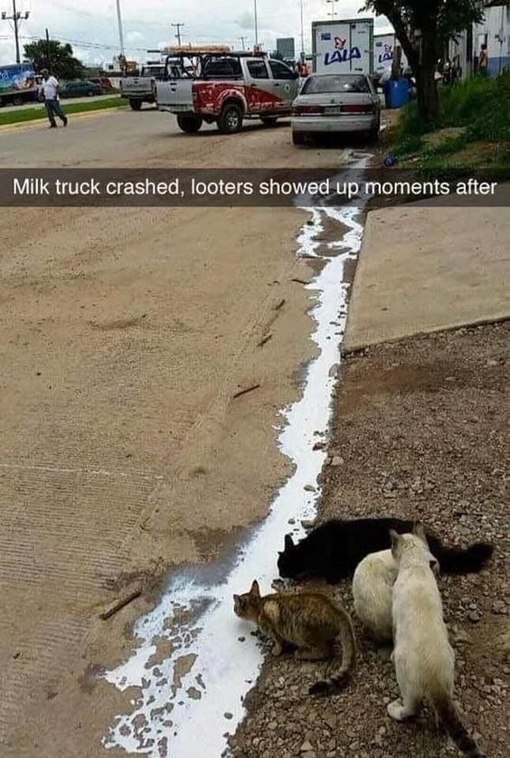 WholesomeMeme's tweet photo. https://t.co/n6OyNSYd9V