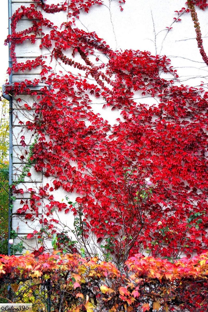 Caline_39's tweet photo. L'automne dans le Jura !
😍❤️👌🍁🍂
#photography #photo #photooftheday #automne #vignevierge https://t.co/dumXIe4lCQ