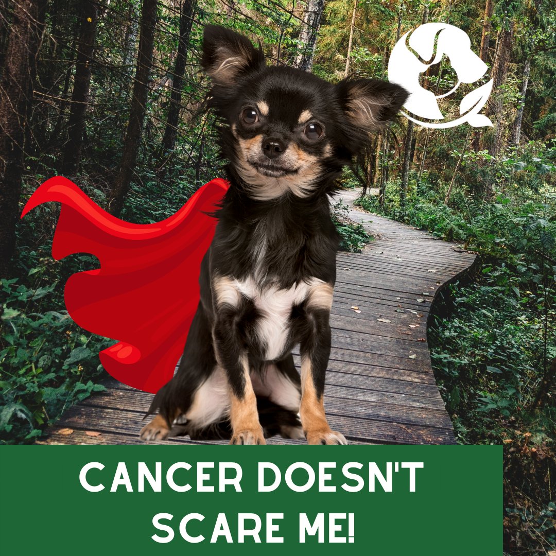 A cancer diagnosis for your companion animal can be scary. That's why we are here to help! Register now for our Cancer and Quality of Life Bundle so you can discover what you can do today to prevent cancer and how to approach it. 

holisticactions.com/cancer-bundle/