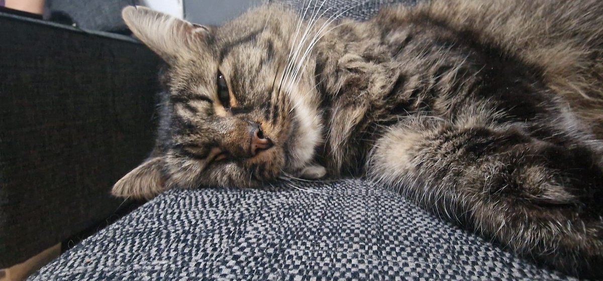 ToaKuini's tweet photo. @ClassicFM thank you for the wonderful playlist this evening. My cat Percy is hiding out under my bed and we are both enjoying the relaxing music #PetClassics https://t.co/JNrFzlUmK8