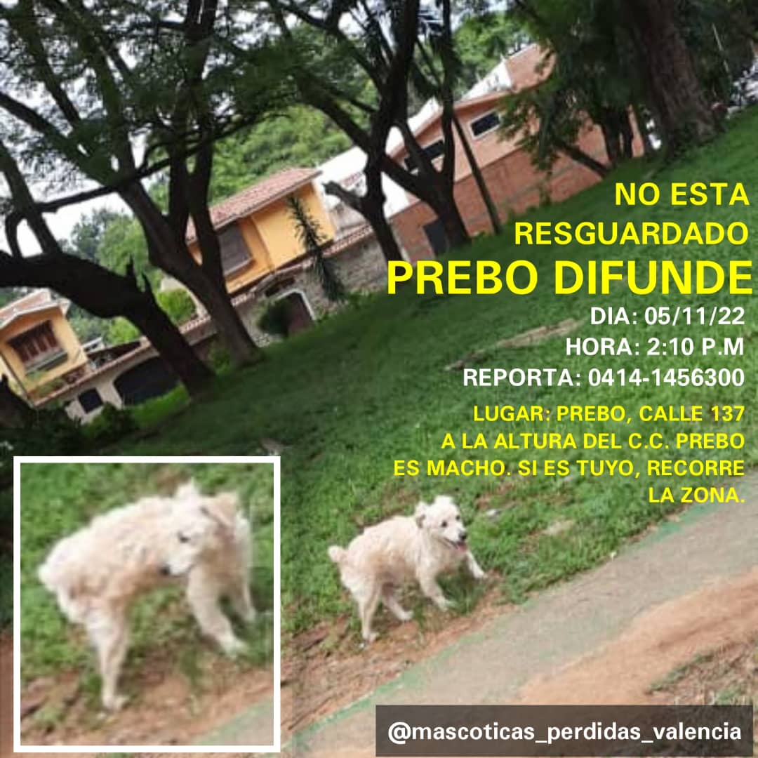#SOS Se reporta perdido este perrito por #Prebo #Valencia #Carabobo. Calle 137 a la altura del CC Prebo. Macho y muy asustado, NO está resguardado. Visto hoy a las 2.10 PM. URGE difundir para ubicar a sus dueños. 🆘🆘🆘🆘