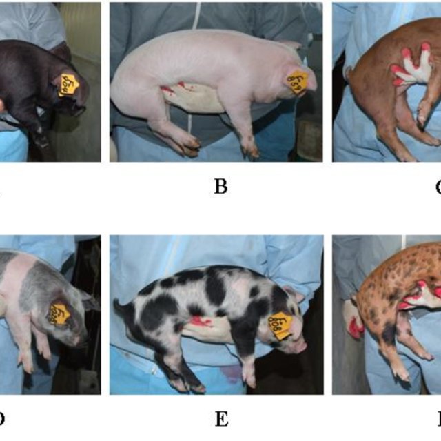 What color of your Pig?