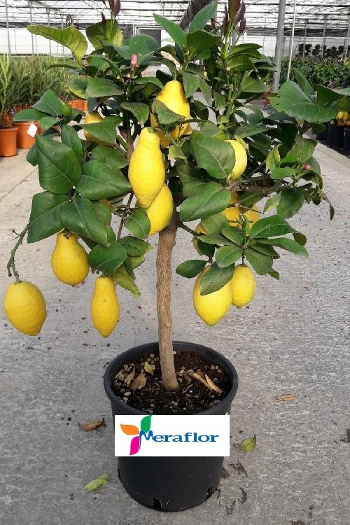 Il limone (Citrus limon (L.) Osbeck) è un albero da frutto appartenente alla famiglia delle Rutaceae
Magnatev o limon
💙💙💙

#gasperini <a href="/vfeltri/">Vittorio Feltri</a>