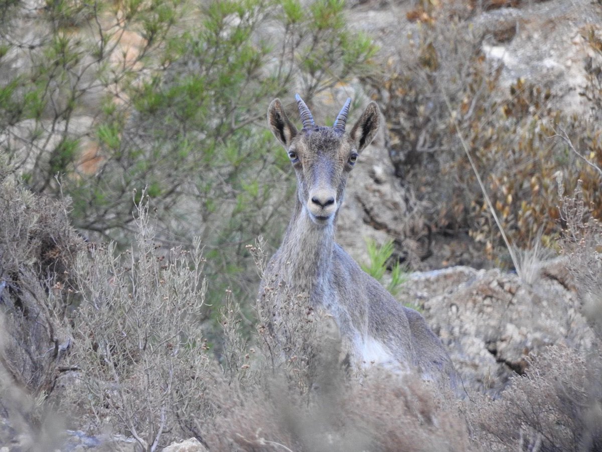 Pese a la escasez de lluvia y las altas temperaturas, el celo de la Cabra Montés asoma tímidamente y nuestros censadores del #ObservatorioCinegético de <a href="/f_artemisan/">Fundación Artemisan</a> aprovechan colaborar con los censos de caza mayor.