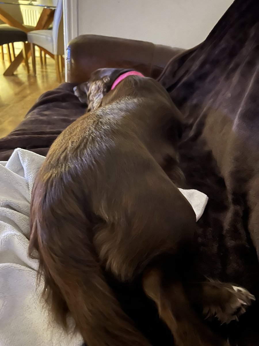 satchysarah's tweet photo. @ClassicFM my sprocker was so stressed now look thank you 😊 https://t.co/Ytj2sxq0DE
