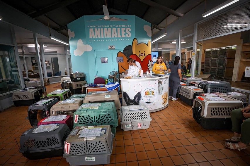 Miguel_Romero_'s tweet photo. Hoy participé junto a los amigos de @MOSPBA11 del evento de esterilización y vacunación para gatos y perros en nuestro Centro Control y Adopción de Animales de San Juan. Mañana domingo puedes participar y traer tu mascota para esterilización. #SanJuan

@CTPuertoRico
@GFRMedia https://t.co/oYrr7h4SV4