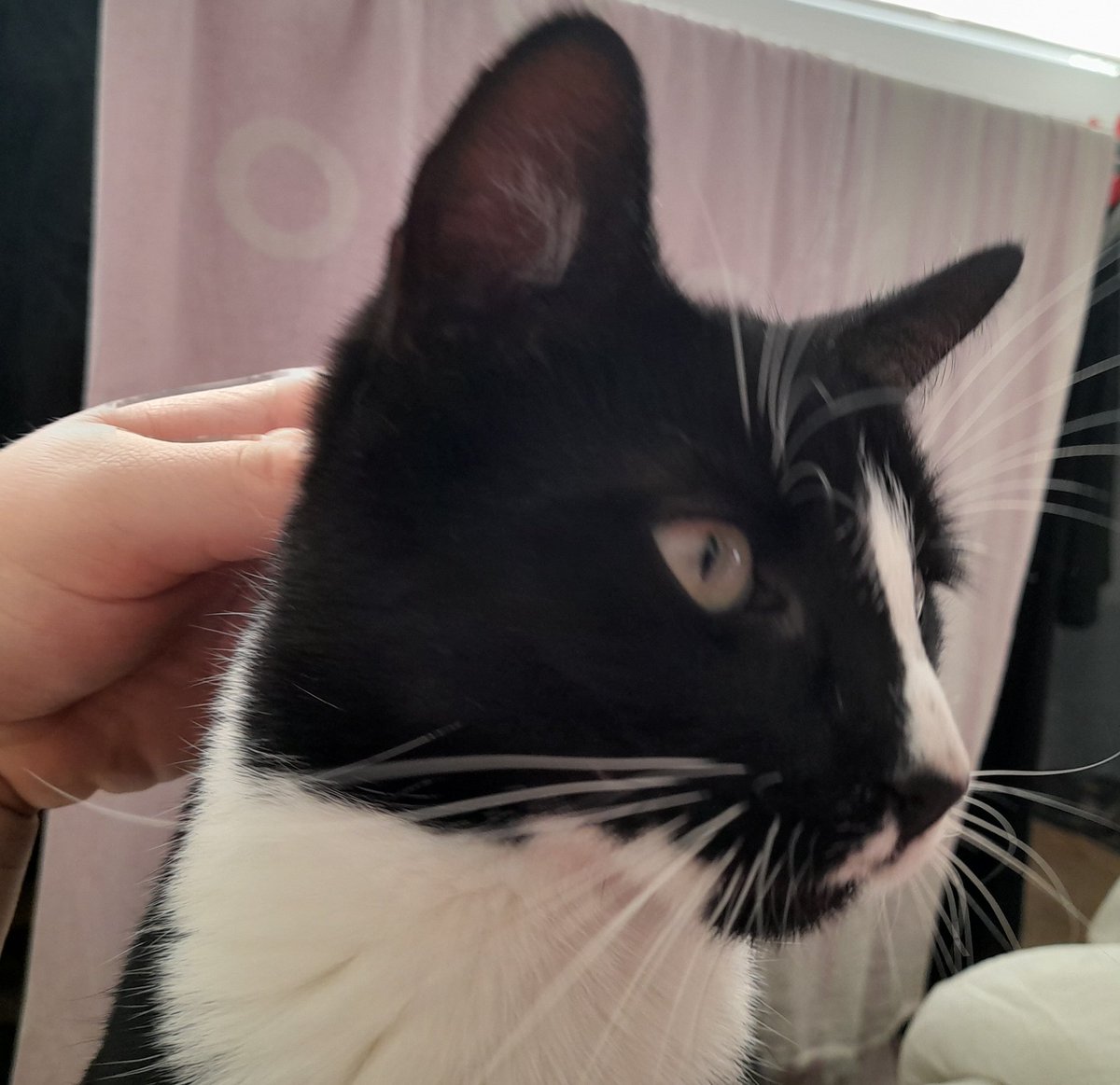 Das einzig süße Foto meiner Katze ^^ #ljsbuko22