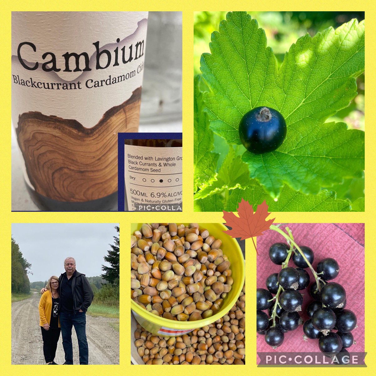 FarmNova's tweet photo. Just as the snow has appeared, our harvest season here at TerraNova Farm draws to a close. Thank you to all our Black Currant &amp; Hazelnut customers for your continued support. Meeting with our customers &amp;hearing how they use our fruit/nuts is so rewarding.  #horticulture #VernonBC https://t.co/wd7vHLEcns
