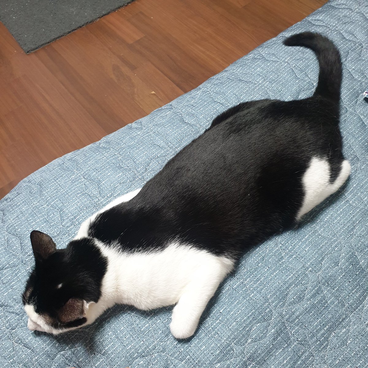 집에오니 땡빵이...
고양이 머리에 땡빵이요?..
탈모처럼 숑숑ㅠ... 알고보니 저번에 병원다녀온 후로 그렇다고ㅜㅜ 
미안해. 많이 무서웠구나
그래도 붉은 느낌이나 퍼져있지는 않아서
으응 스트레스
스트레스 받았구나 했다..  마음아파