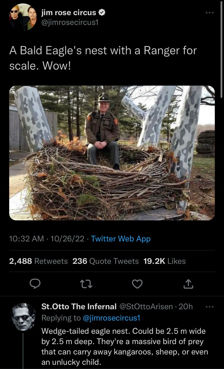 GVillage_School's tweet image. The immensity of a wedge-tailed eagle&apos;s nest is truly something to behold!

#bigbirds #humanforscale #birders #thunderbird