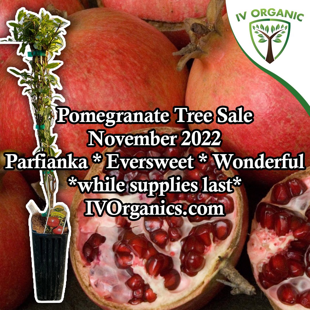 IV_Organics's tweet photo. Video Link: https://t.co/jIC4Xkl7aq
#IVOrganic #PomegranateTreeSale #Pomegranate #EasyToGrow #DroughtTolerant #FruitTree #Antioxidant #Nutritious #Delicious #Wonderful #Parfianka #Eversweet #DaveWilson @DaveWilsonNSY https://t.co/dZvlVt5Ryi