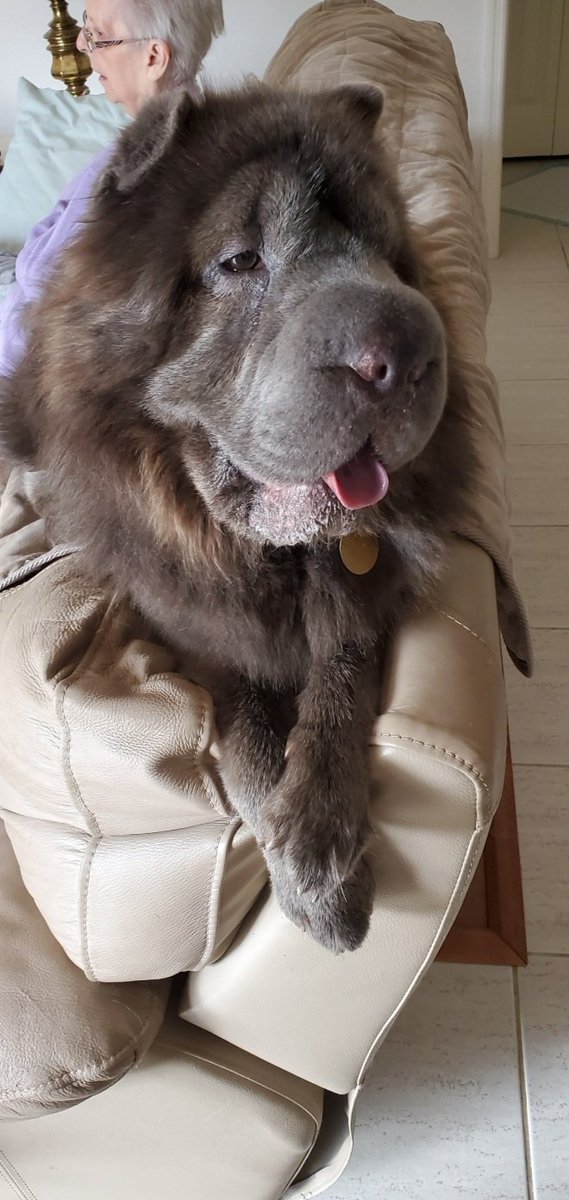 BarcellonaR's tweet photo. My @MissAmerica pose is straight fire 😎👸👑🔥

#ruffles #SharPei #dogsoftwitter #missamerica #posing #dogs #dogs_Lovers https://t.co/1GwVkaFJub