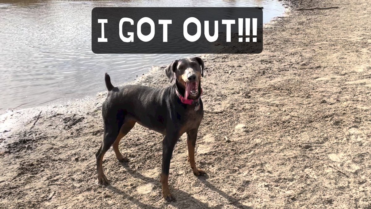 Independent_DIY's tweet photo. What do you do when nothing’s going your way and parts are still out for delivery? Take a break and have a #dog day. Come watch us enjoy one of the last nice-ish days of the year #RVLife #Nomads #RVCouple #Winnebago #Doberman #RVVlog https://t.co/x7Wmn4rn5g https://t.co/4pWMtHGfvv