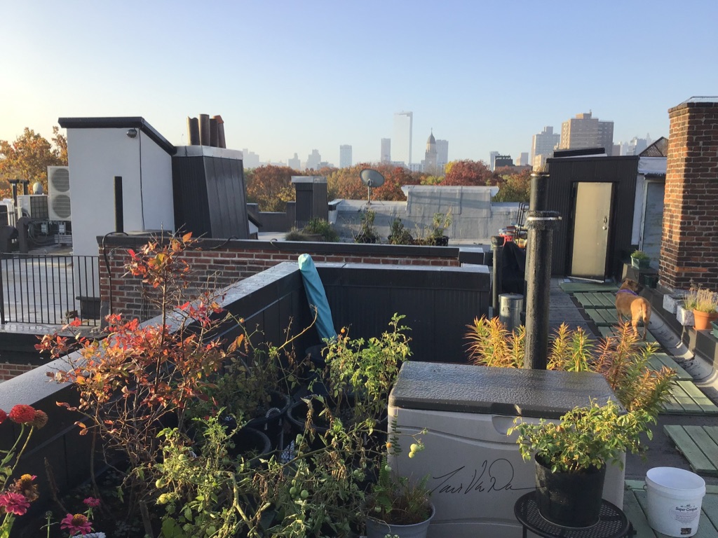 a summer well spent
where nature and city blend
helping Earth to mend

~Traci VW

#haikusaturday #saturdayhaiku #haiku #roofgarden #natureinthecity #naturephotography #fallcolors